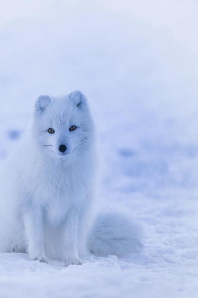 ARCTIC FOX: The Arctic Fox has a round body shape, short nose and legs, and short, fluffy ears