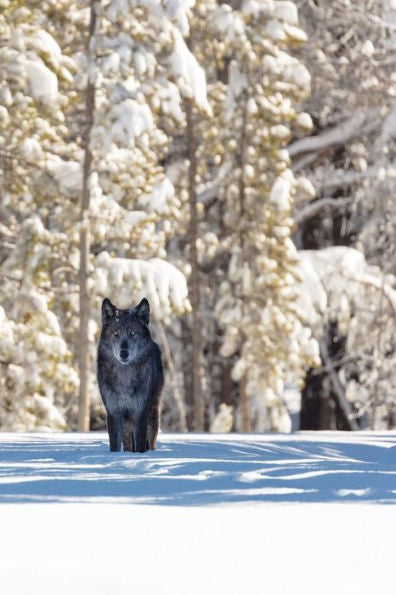BEAUTIFUL EYES THIS MORNING: The gray wolf or timber wolf, is a canine native to the wilderness and remote areas of Eurasia and North America.