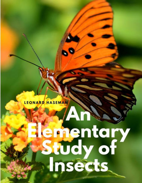 An Elementary Study Of Insects - 9781805479079